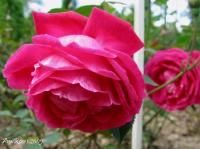 Saint Prix de Breuze rose photo