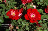 Space Odyssey™ rose photo
