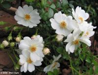 White Drift rose photo