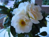 Grace Abounding rose photo