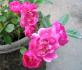 Verdi rose photo