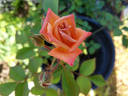 Dusty Rose rose photo