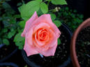 Fabergé rose photo