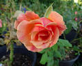 Fragrant Dream rose photo