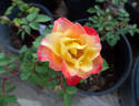Gail rose photo