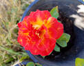 Gallivarda rose photo