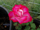 Gardens of the World rose photo