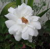 Ibiza rose photo