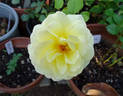 Ale rose photo
