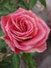 Fantan rose photo