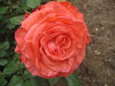 Rosellana ® rose photo