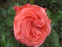 Rosellana ® rose photo
