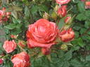 Rosellana ® rose photo