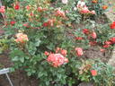 Rosellana ® rose photo