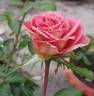 Fantan rose photo