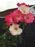 Occhi di Fata ® rose photo