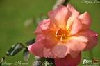 Freisinger Morgenröte rose photo
