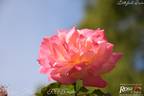 Freisinger Morgenröte rose photo