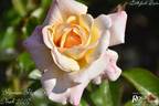 Hermann-Hesse-Rose rose photo