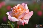 Hermann-Hesse-Rose rose photo