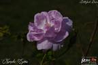 Nymphe Egeria rose photo