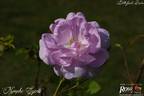 Nymphe Egeria rose photo