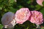 Pastella ® rose photo