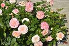 Pastella ® rose photo