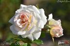 Petticoat ® rose photo