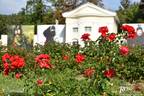 Sorrento rose photo