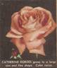 Cathrine Kordes rose photo
