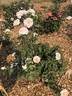 Belinda Moss Rose rose photo