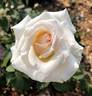 Belinda Moss Rose rose photo
