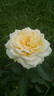 Glowing™ rose photo