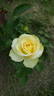 Glowing™ rose photo