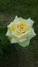 Glowing™ rose photo