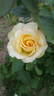 Glowing™ rose photo