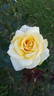 Glowing™ rose photo
