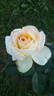 Glowing™ rose photo