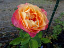 Heart O'Gold ™ rose photo