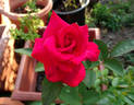 Helen's Trust rose photo