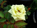 Jade rose photo