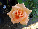 KORbasta rose photo