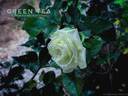 Green Tea ® rose photo