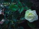 Green Tea ® rose photo
