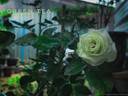 Green Tea ® rose photo