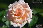 Kaiserin Zita rose photo