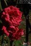Kassel rose photo