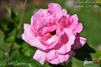 Pink Supreme rose photo