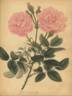 <i>Rosa provincialis blanda</i> rose photo